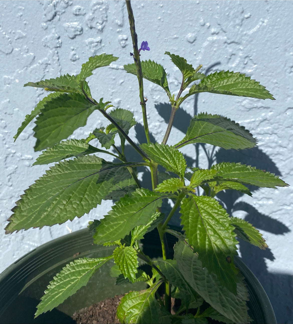 Jamaican Blue Vervain Plants