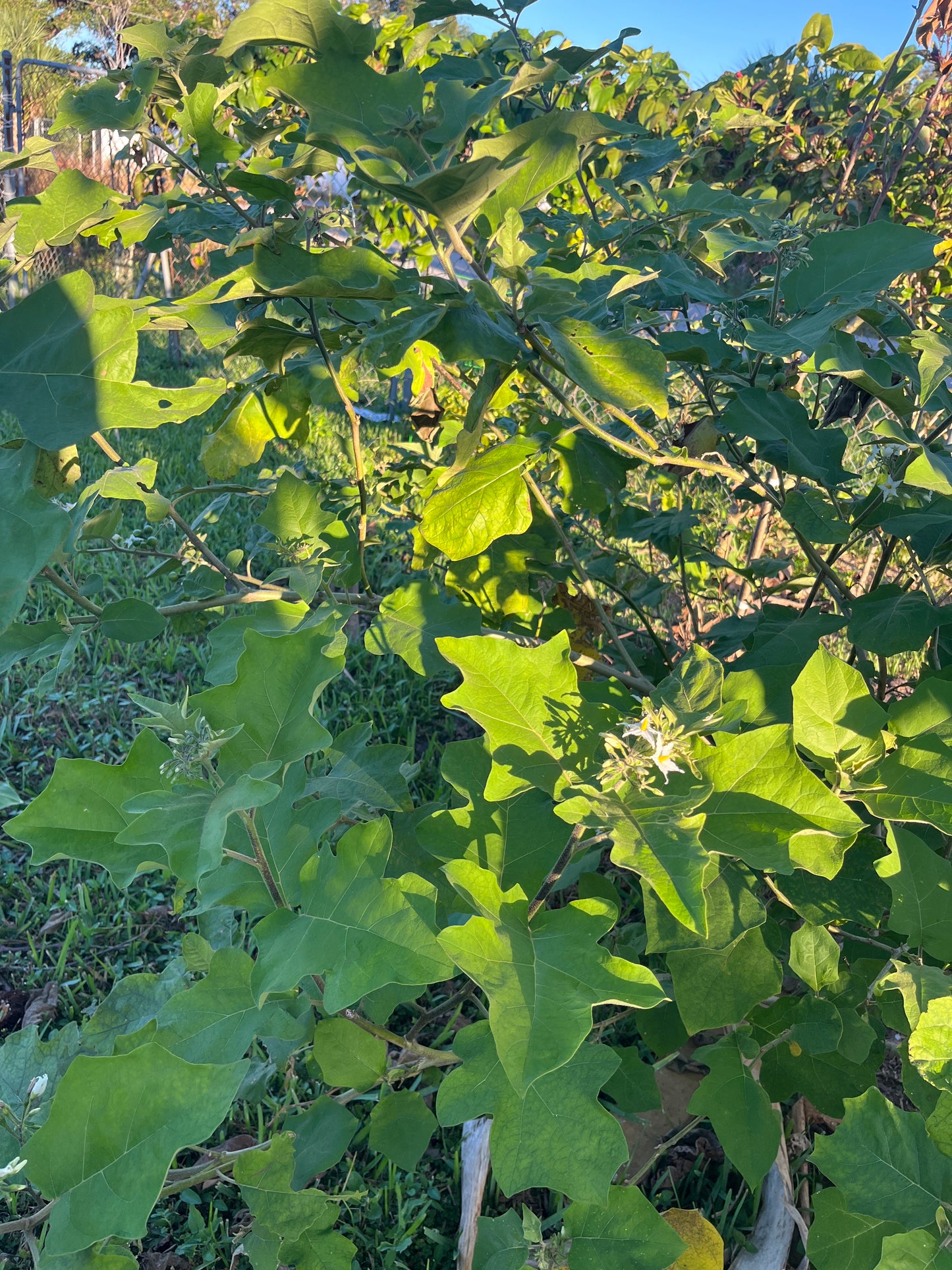 Susumba Leaves and Susumba Berries aka “Turkey Berry Leaves”