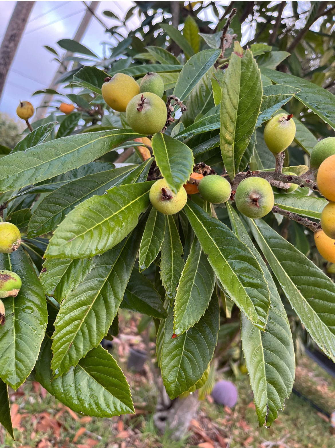 Mini Loquat Tree Loquat Tree aka Japanese Plum Tree – Birdy's Herbs & Garden LLC