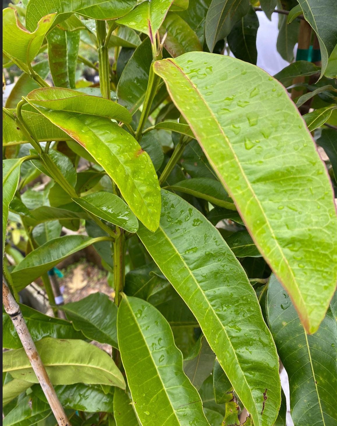Spice Trees