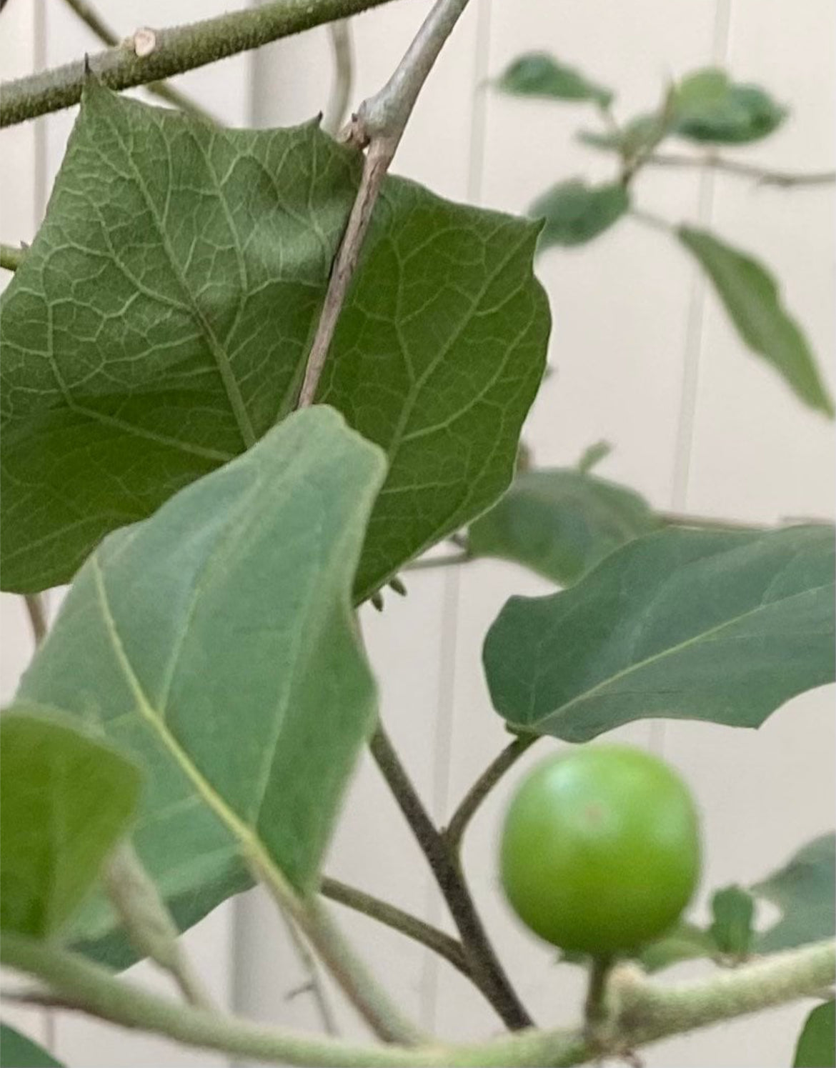 Susumba Leaves and Susumba Berries aka “Turkey Berry Leaves”