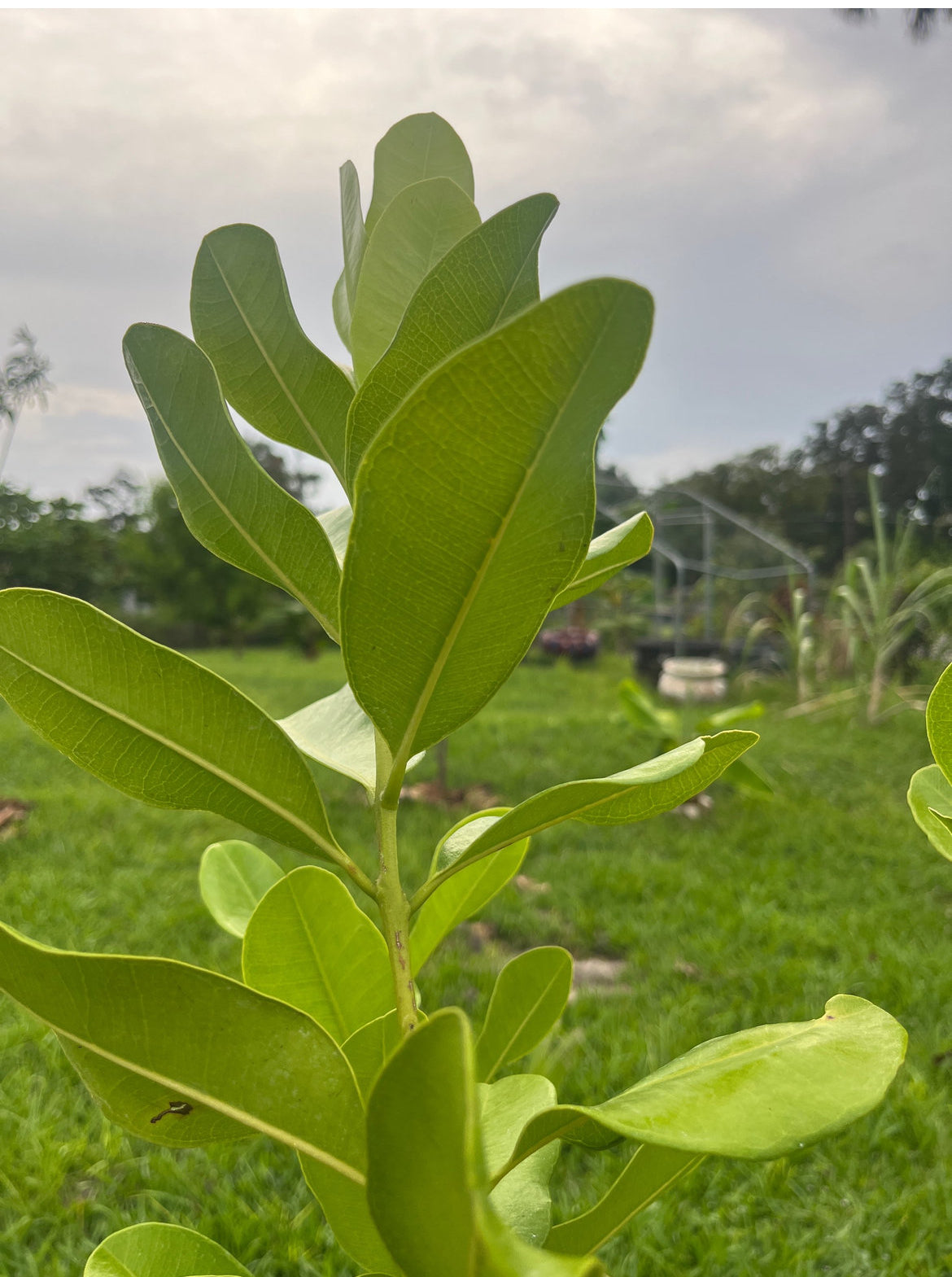 Spice Trees – Birdy's Herbs & Garden LLC