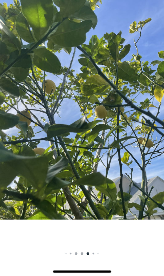 Meyers Lemons