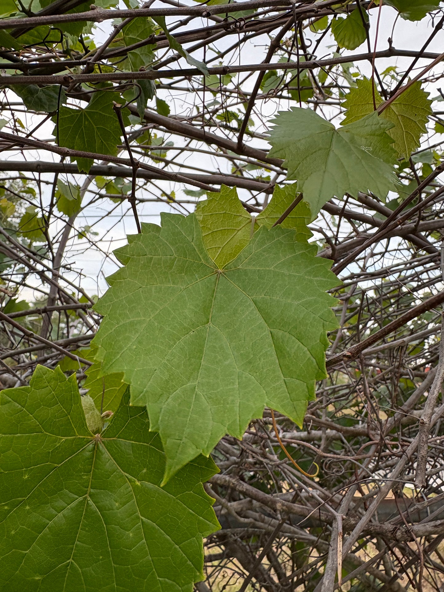Grape Leaves