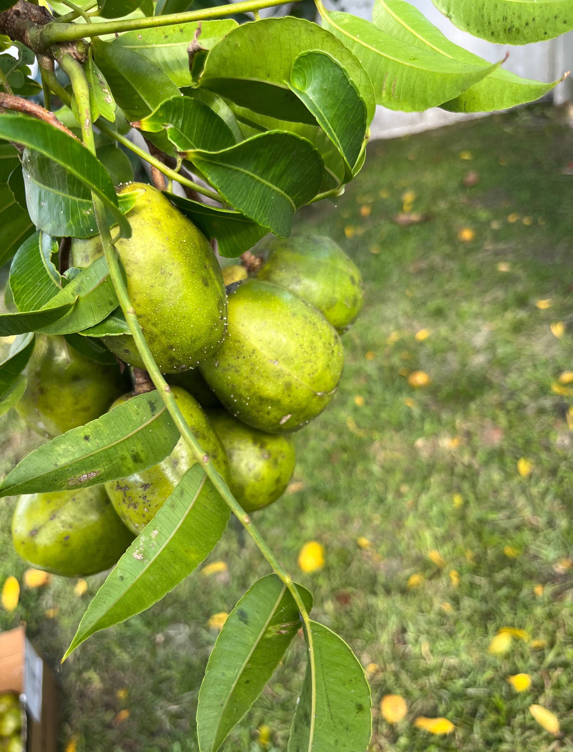 June Plum aka Golden Apple (Ambarella Fruit)