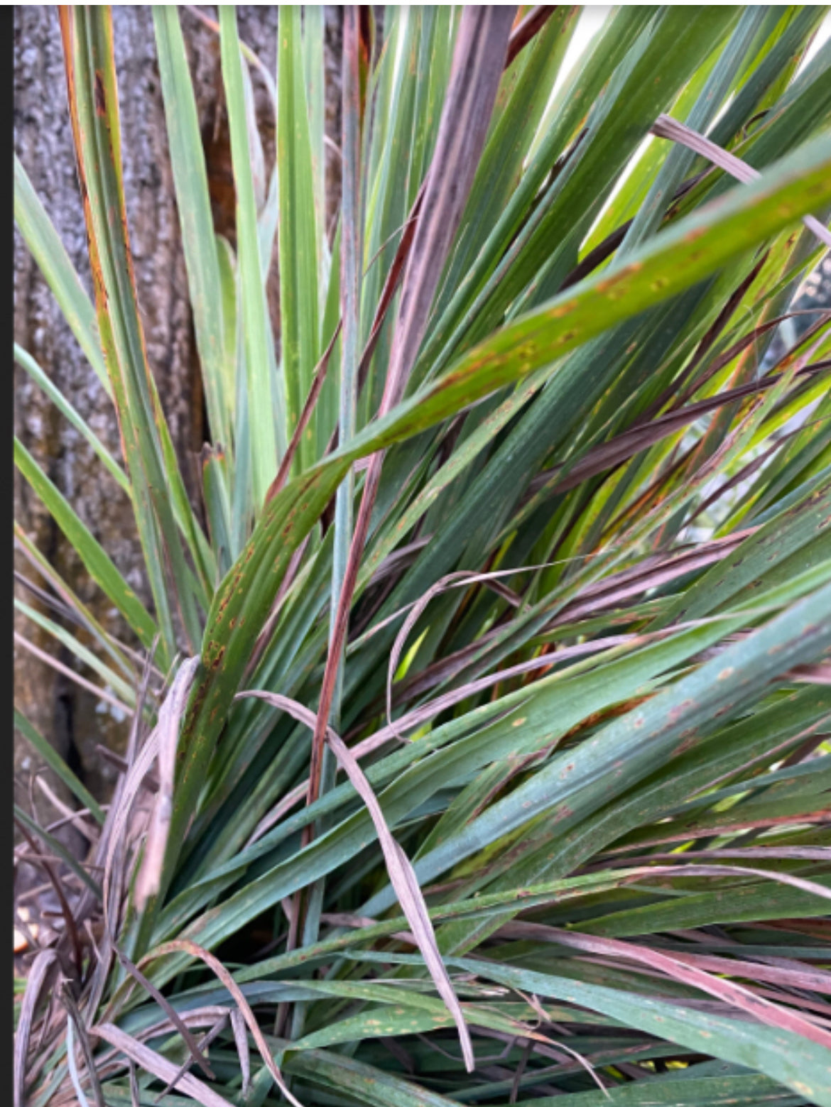 10 Lemongrass Plants