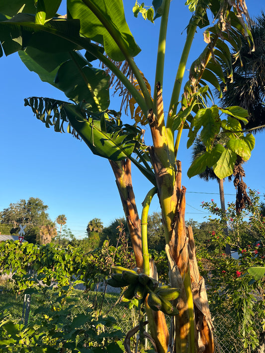 Banana Trees