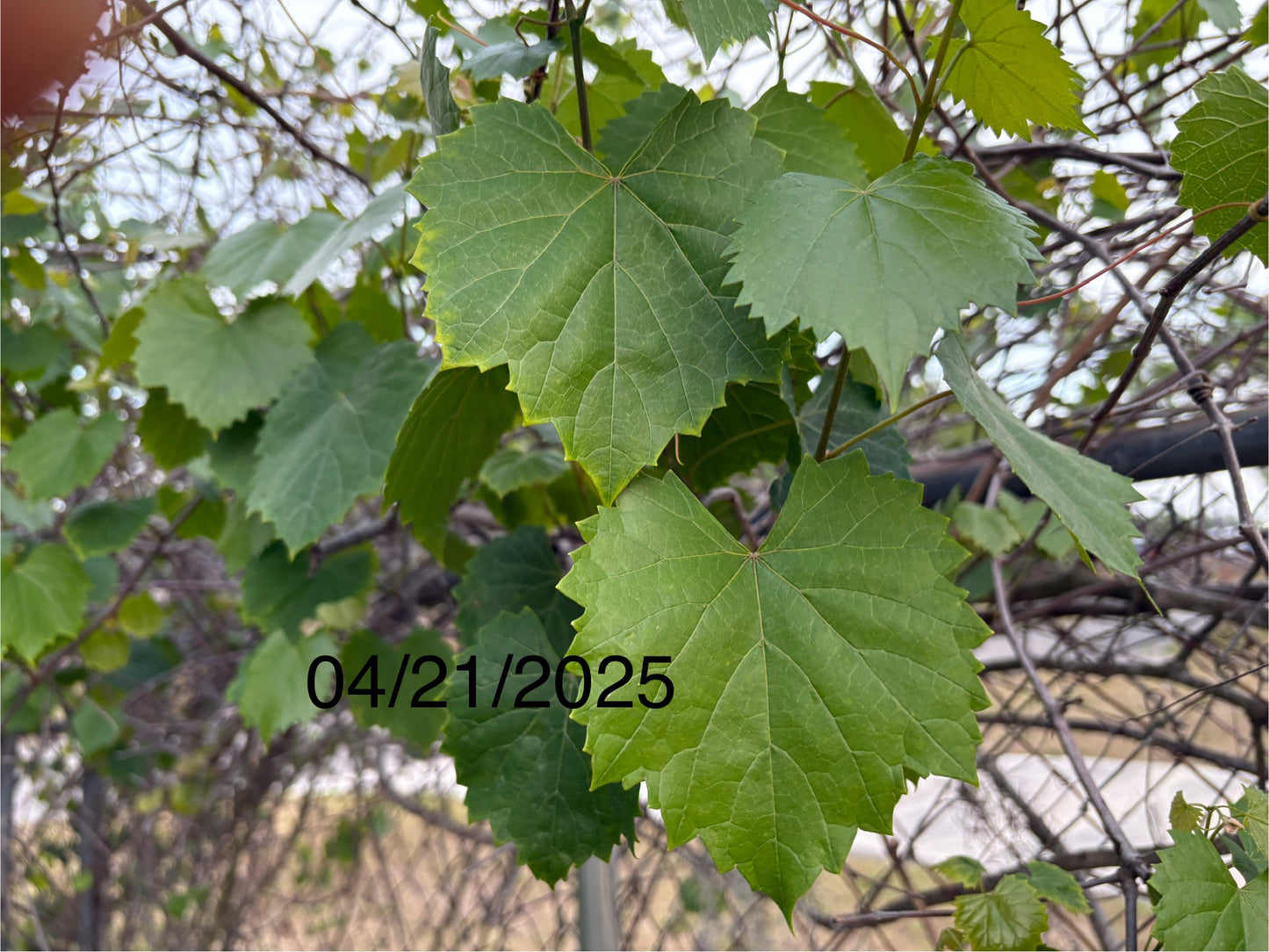 Grape Leaves