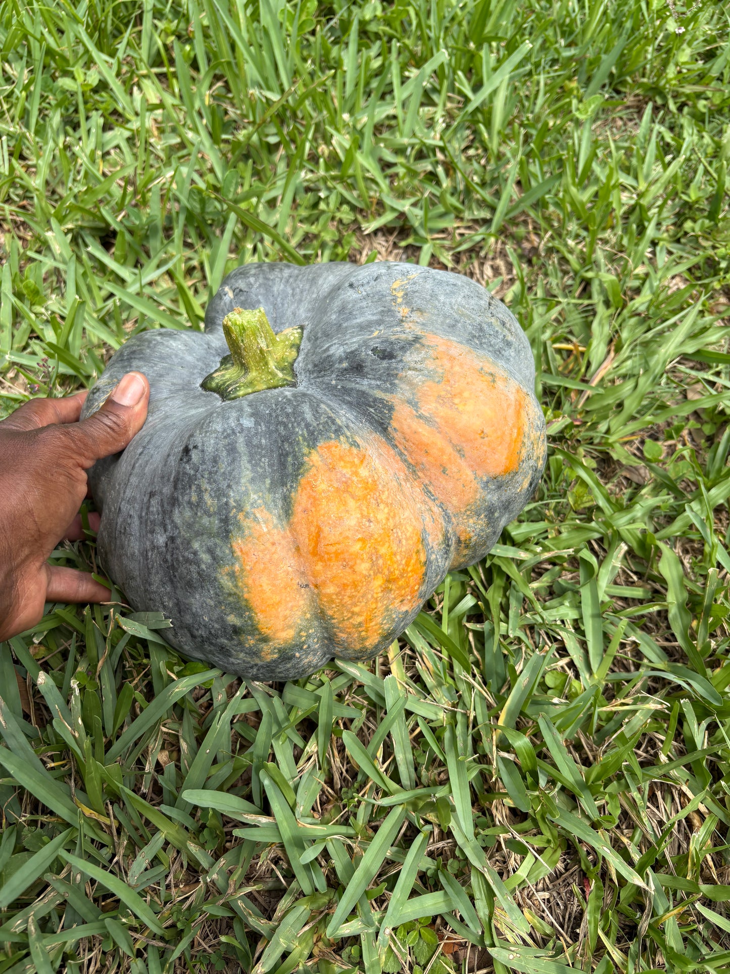 10 Pumpkin Seeds (for planting)