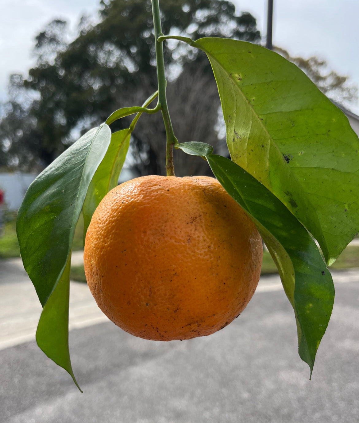 Florida Sour Oranges (with seeds)