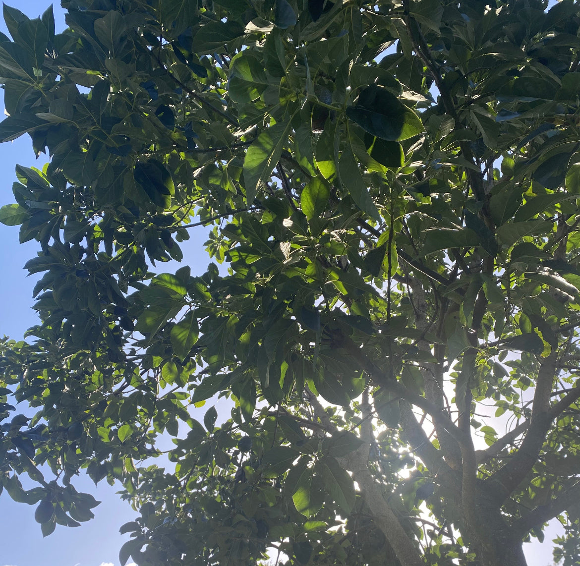 Avocados