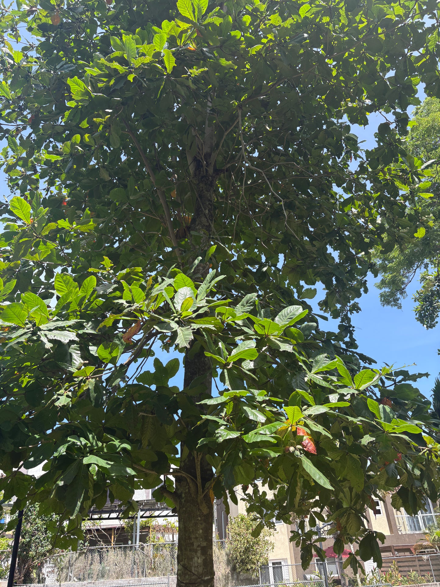 Almond Trees