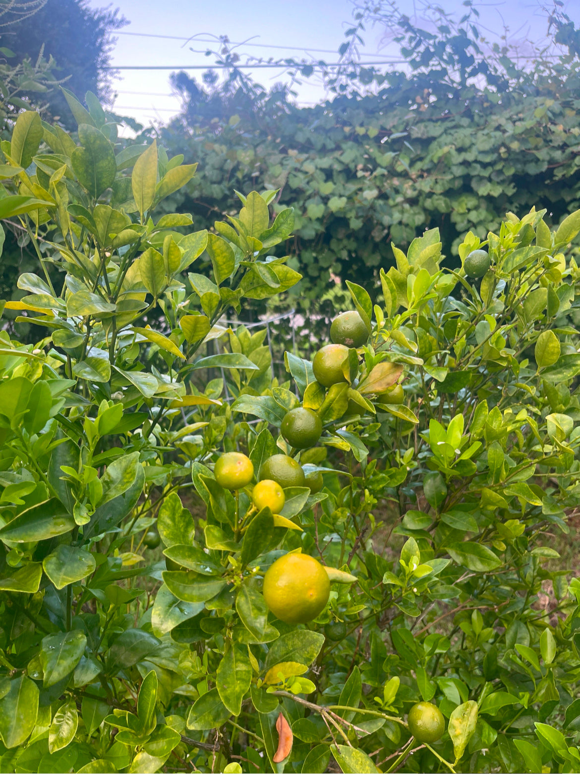 Calamondin Trees (Calamansi Tree)