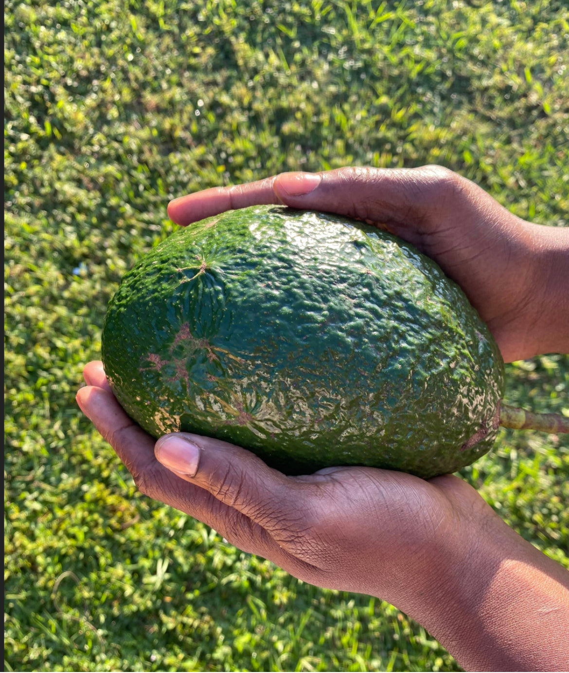 Avocados