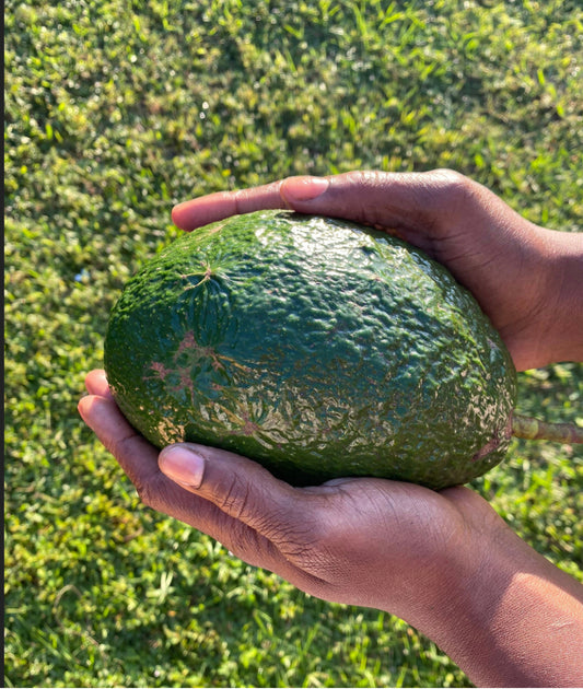 Avocados