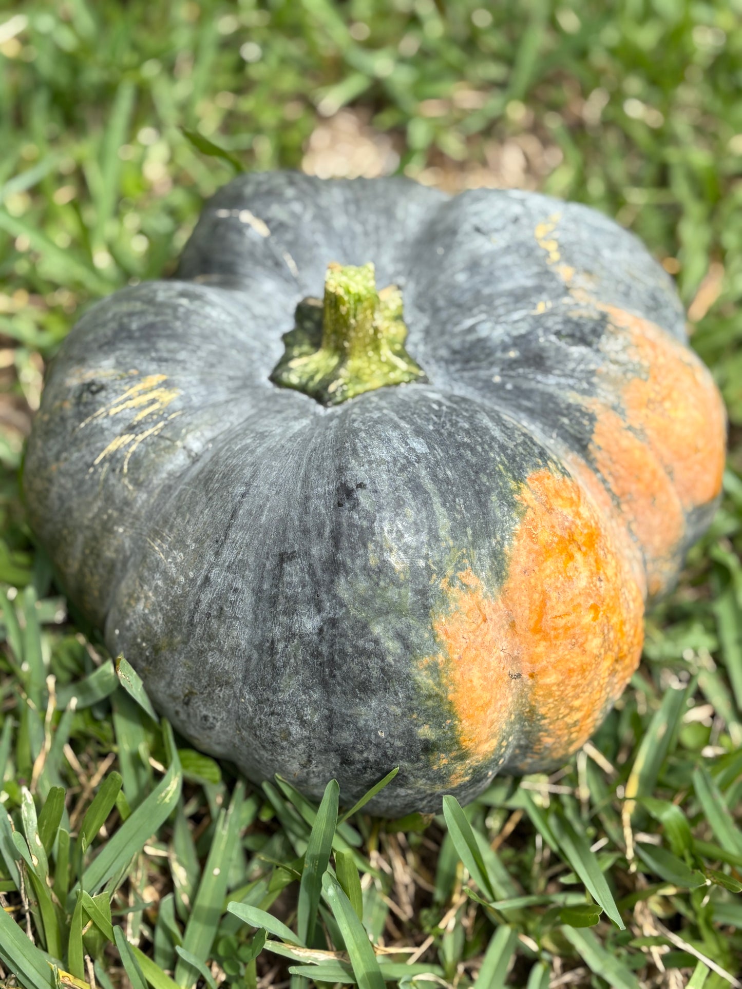 10 Pumpkin Seeds (for planting)