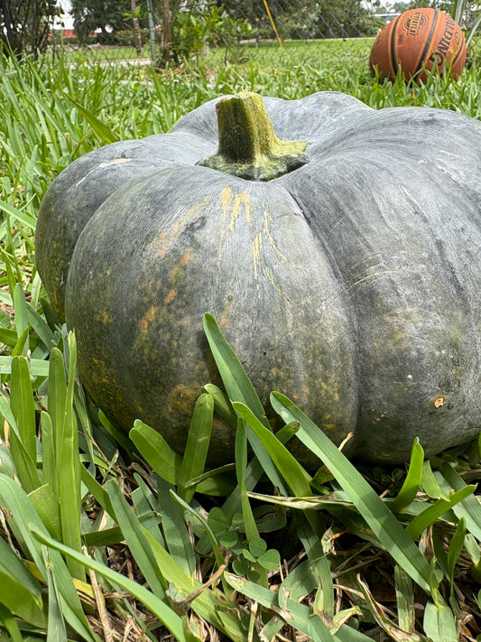 10 Pumpkin Seeds (for planting)