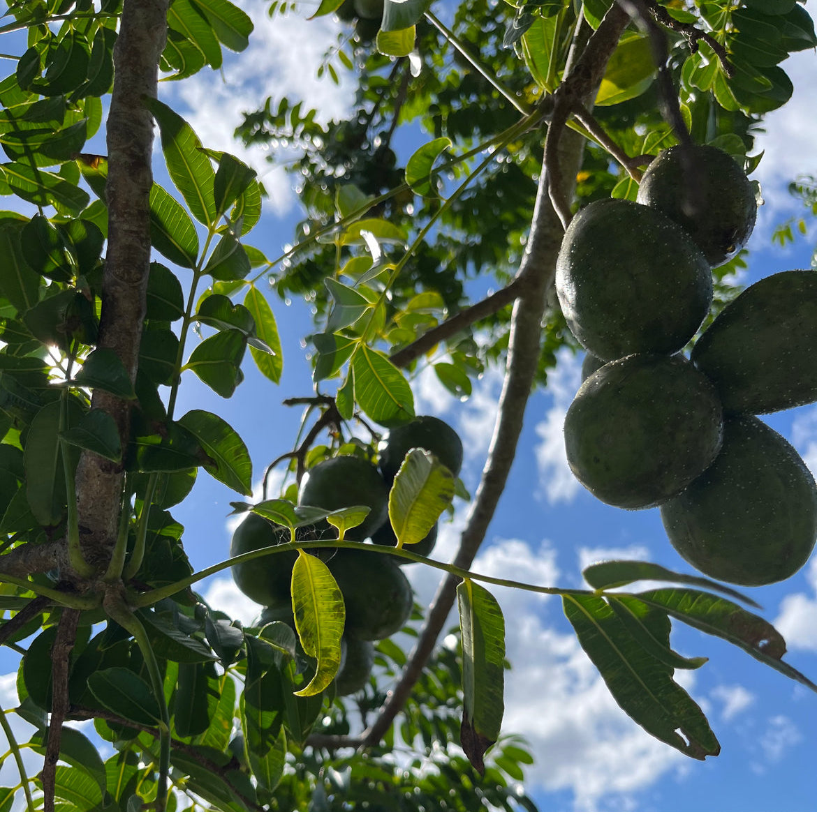 June Plum aka Golden Apple (Ambarella Fruit)