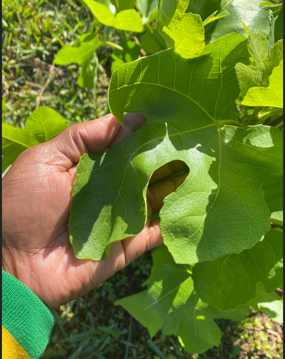 Fig Leaves