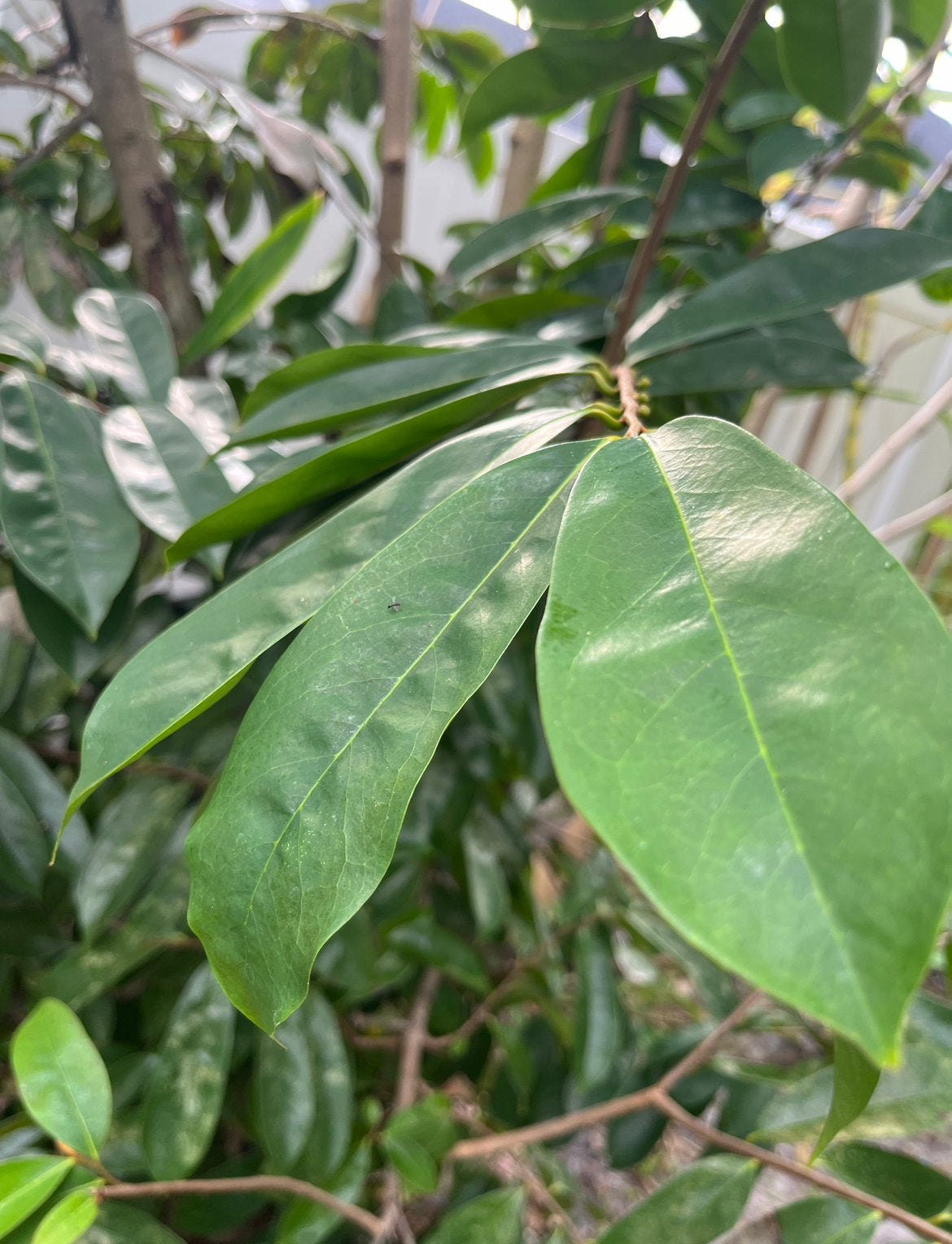 Soursop (Whole Fruit)