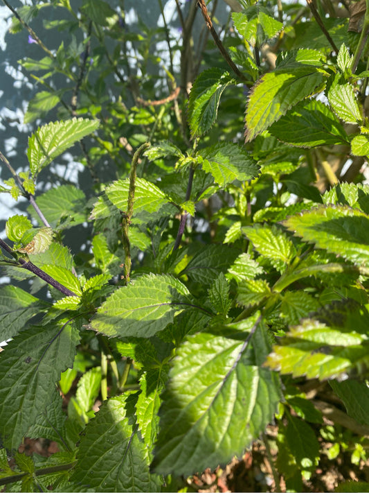 Jamaican Blue Vervain Plants