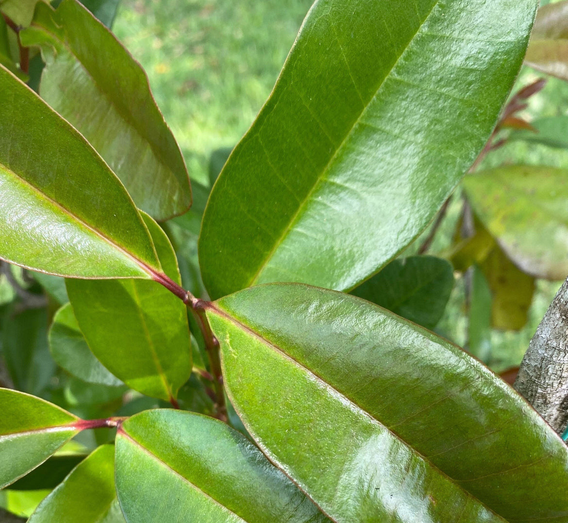 Spice Trees