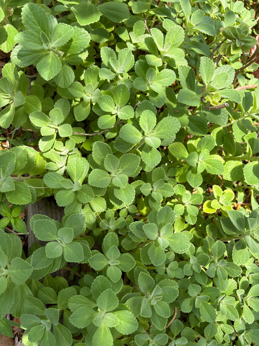 Panadol Plants