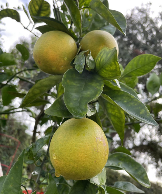 Florida Pineapple Oranges