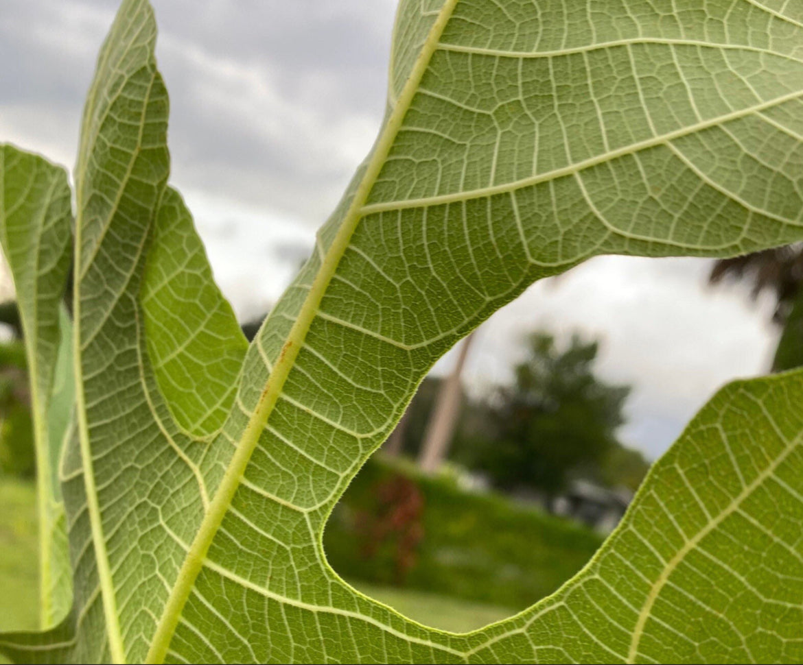 Fig Leaves