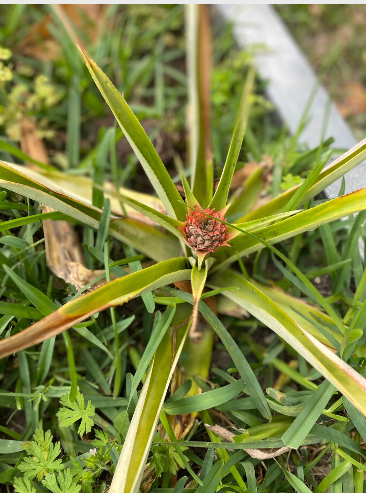 Pineapple Plant
