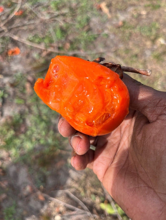 Persimmon
