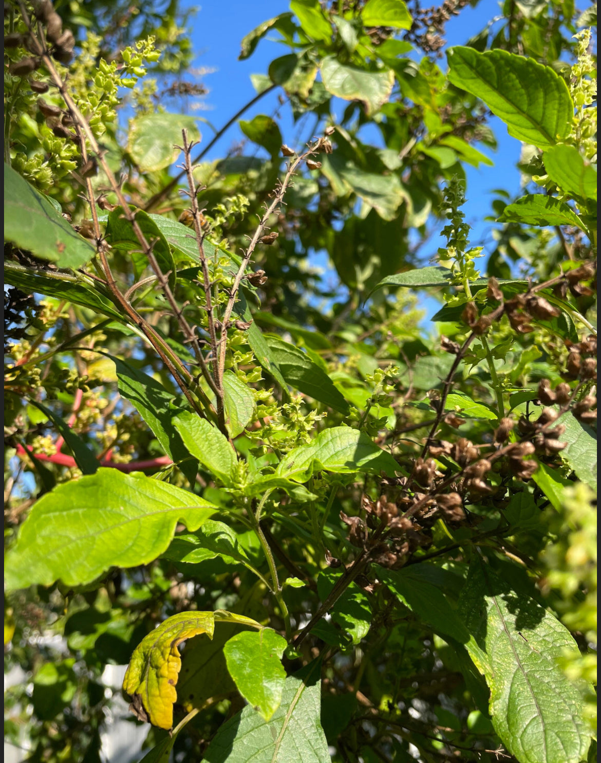 Tulsi Holy Basil Plant
