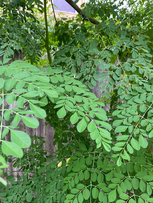 Ground Moringa Leaves