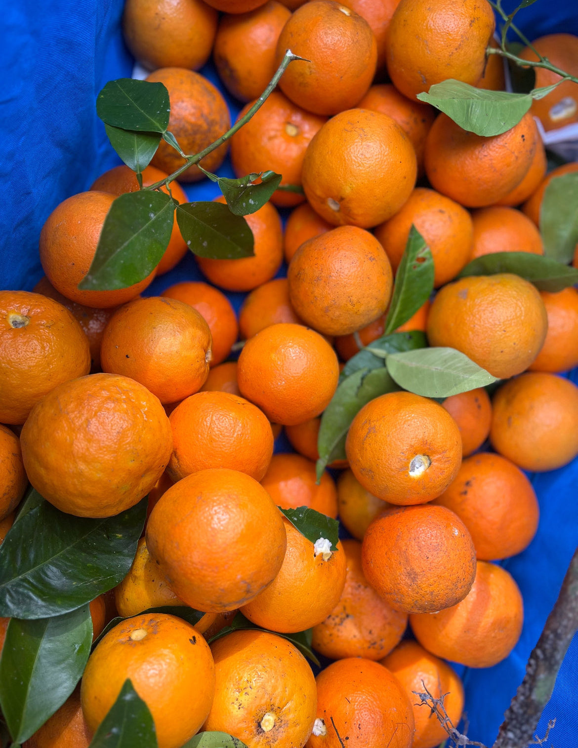 Florida Sour Oranges (with seeds)