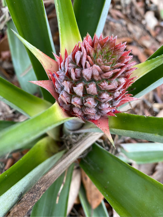 Pineapple Plant