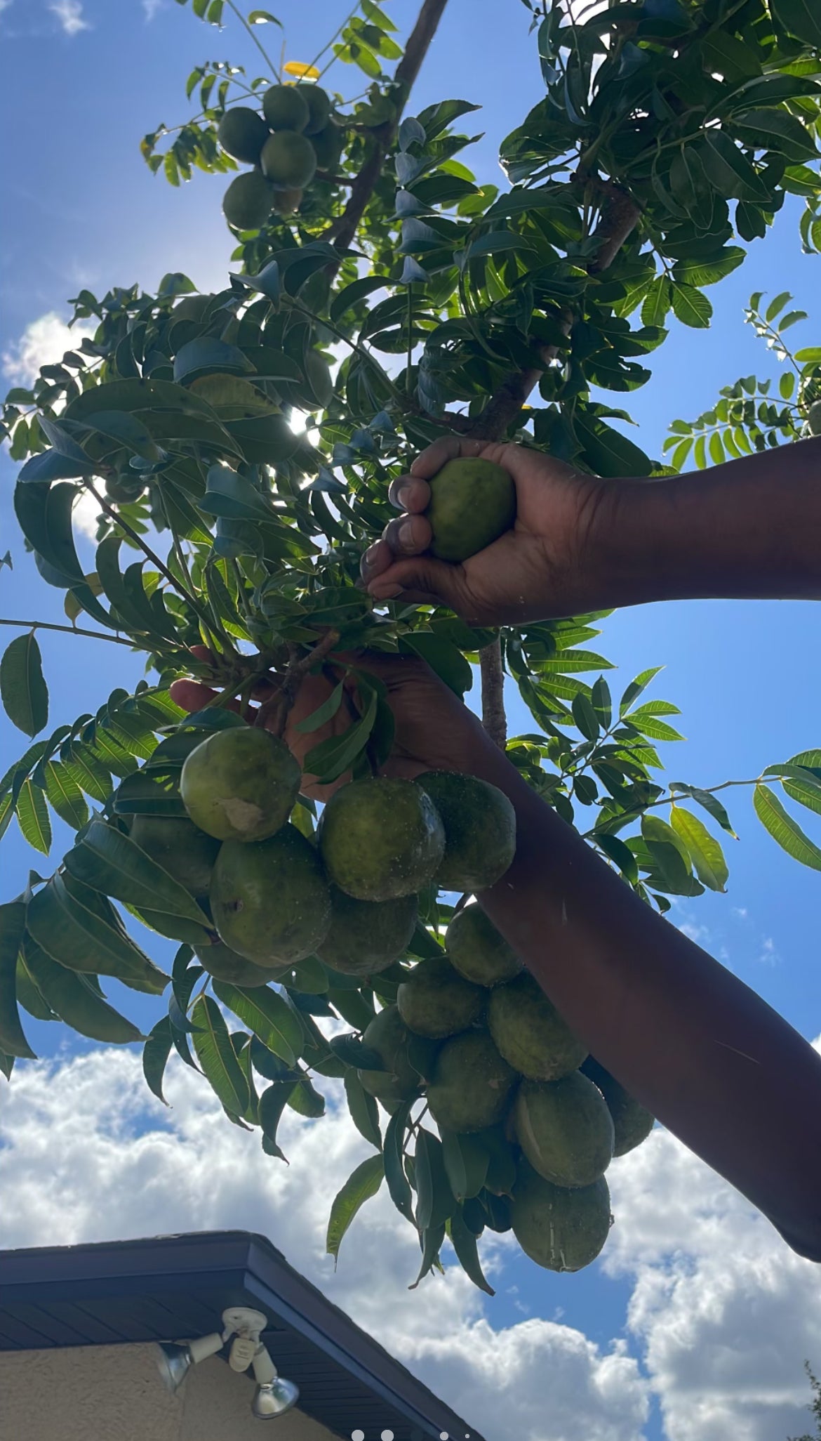 June Plum aka Golden Apple (Ambarella Fruit)