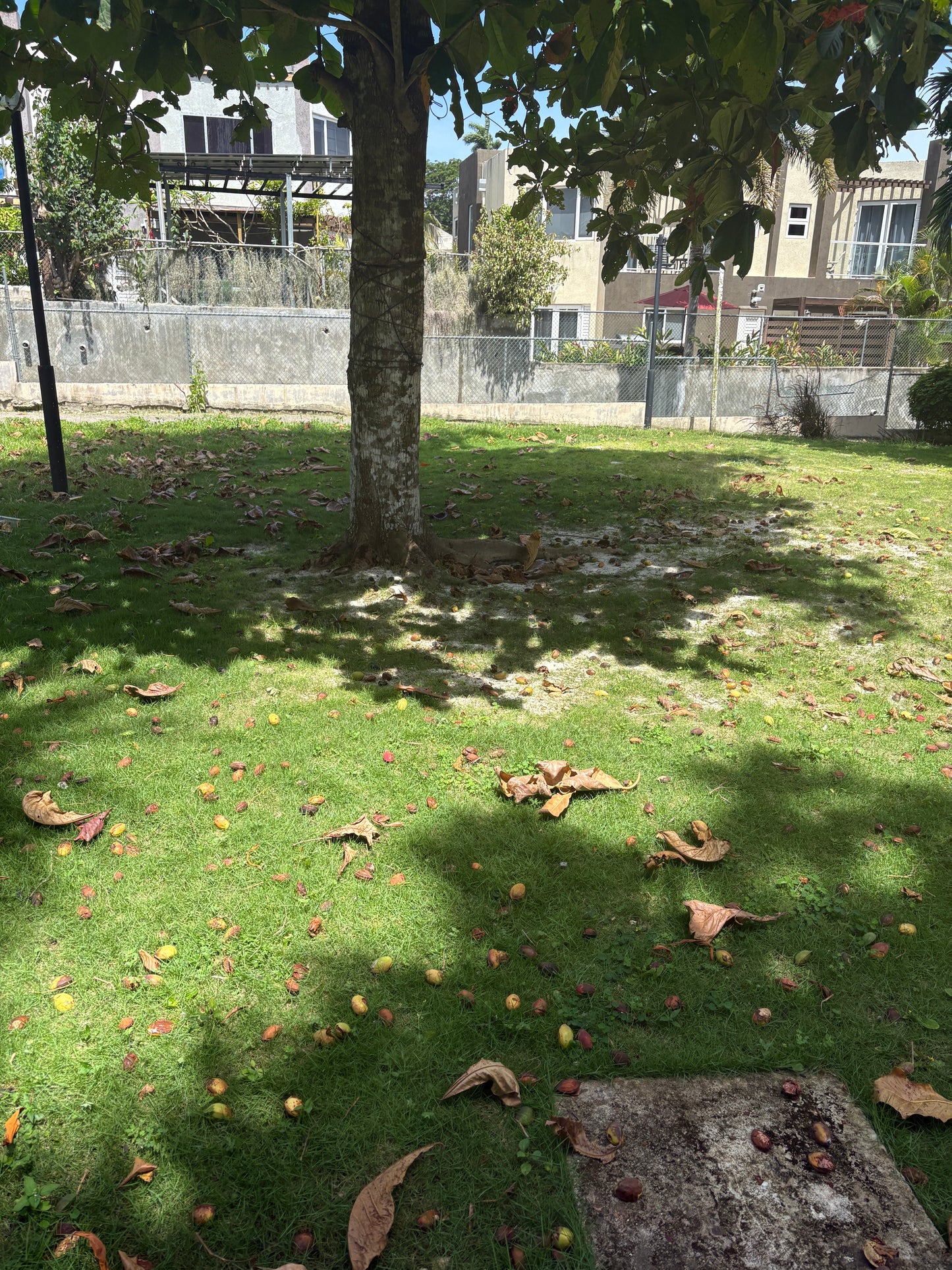 Almond Trees