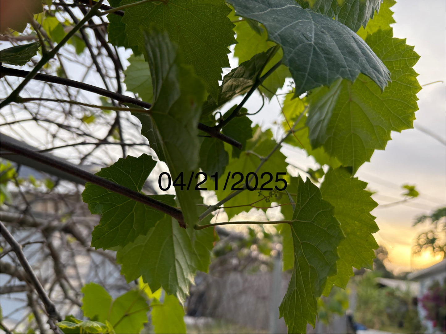 Grape Leaves