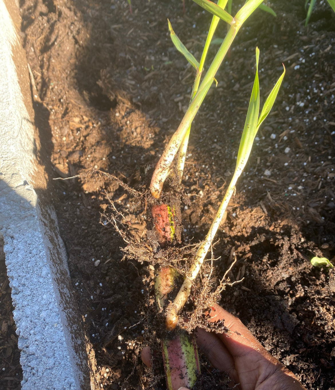 Sugarcane Plants