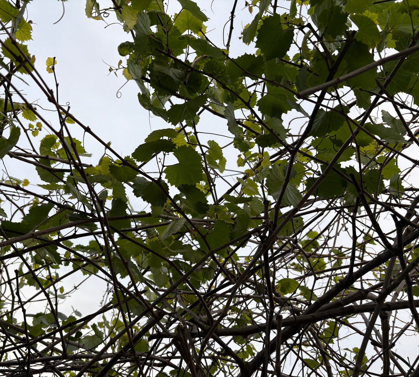 Grape Leaves