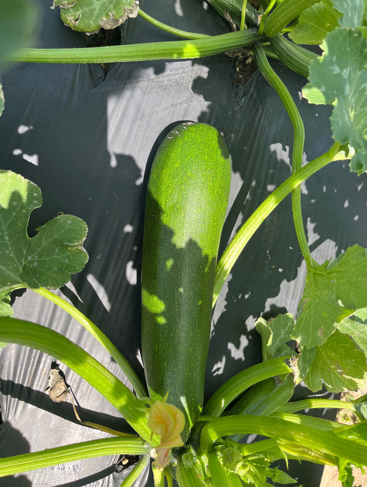 Zucchini