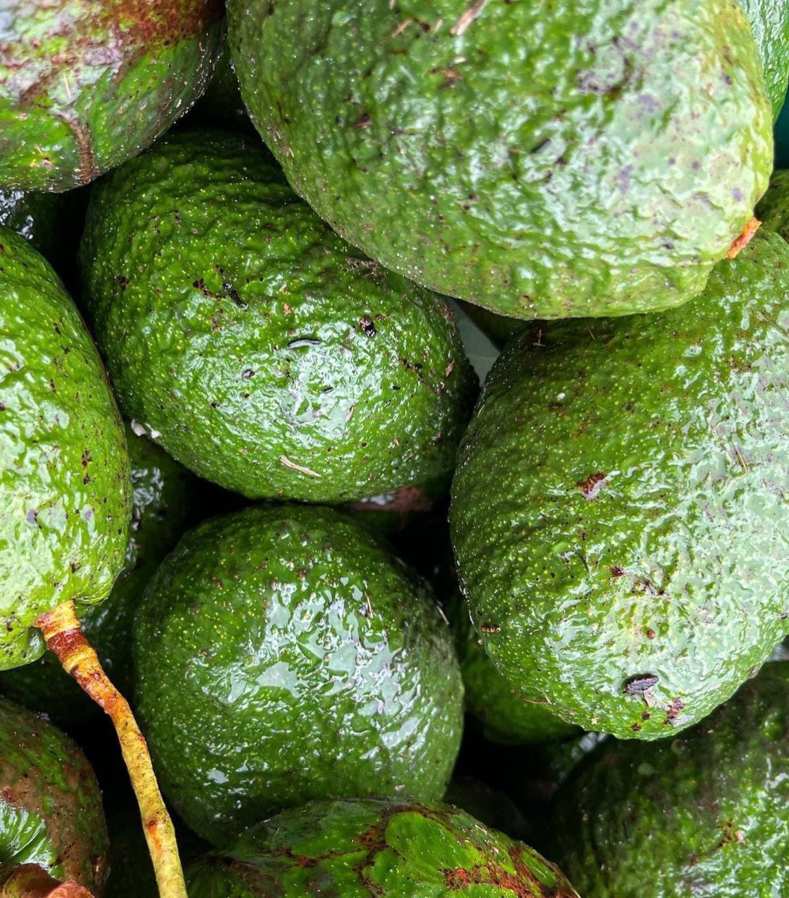 Avocados