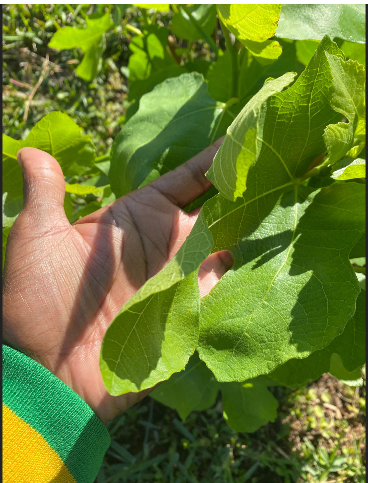Fig Leaves