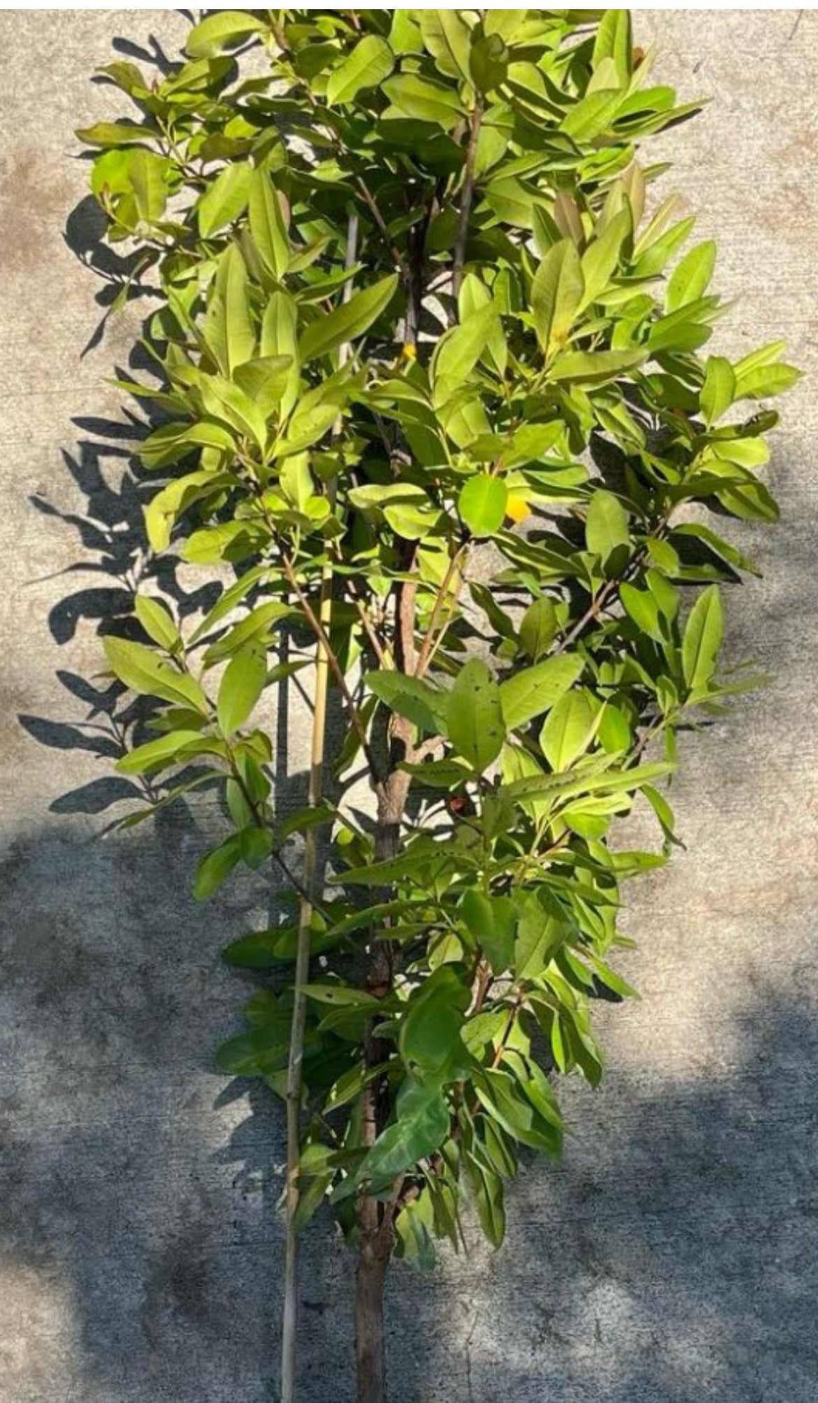 Spice Trees