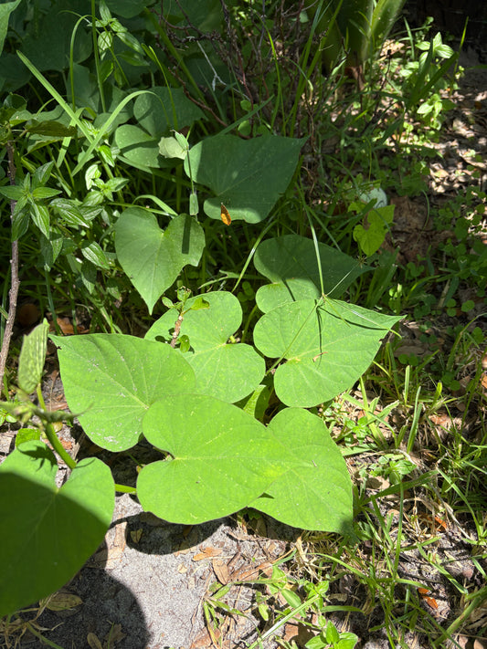 Boniato Plant (Vines w/root)
