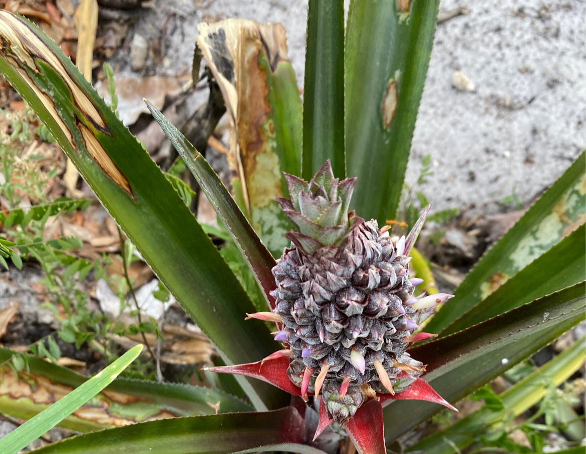Pineapple Plant