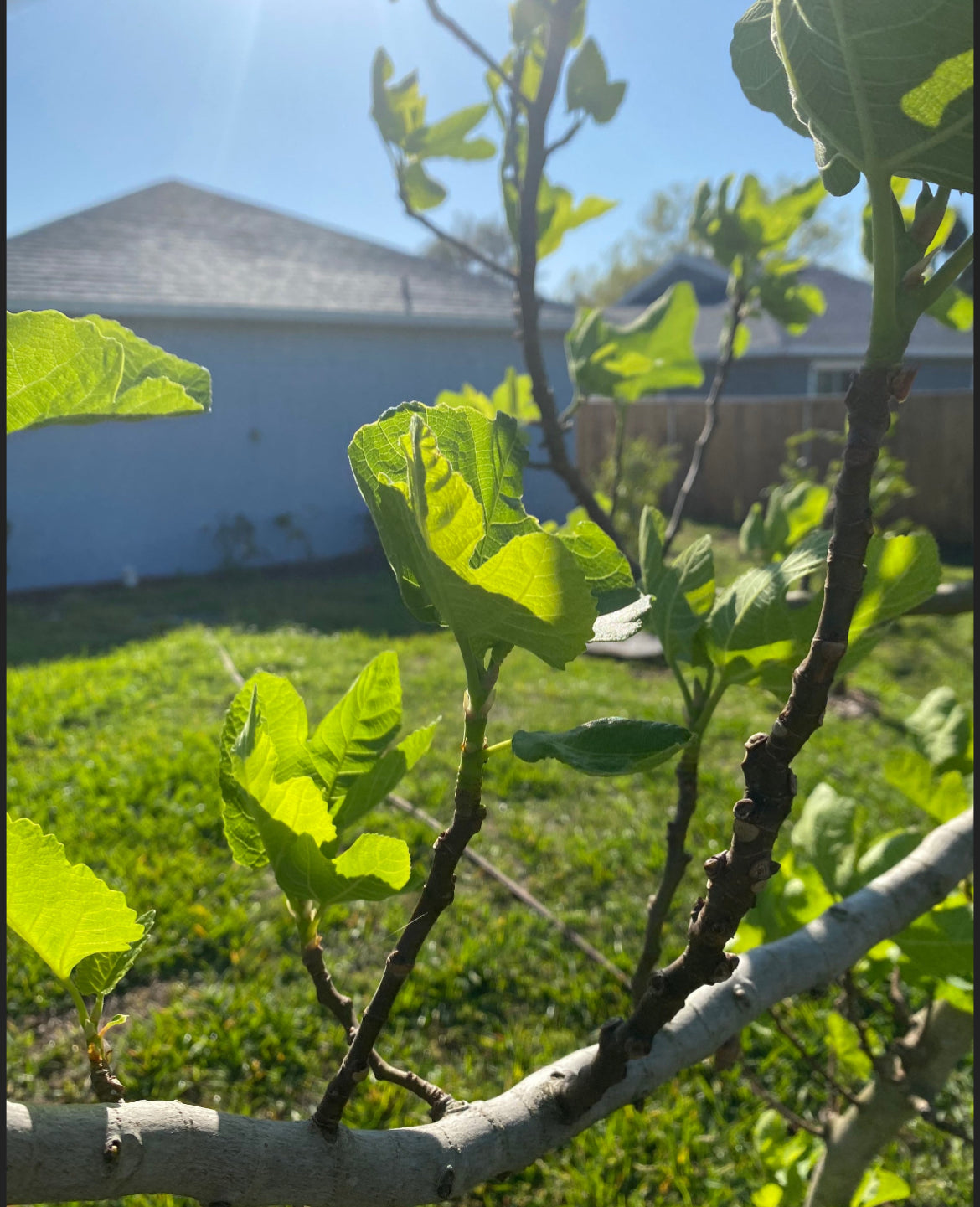 Fig Leaves