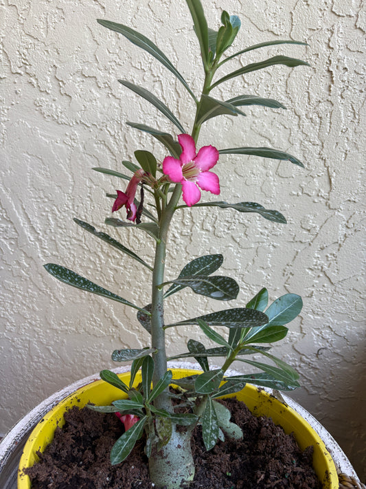 Desert Rose