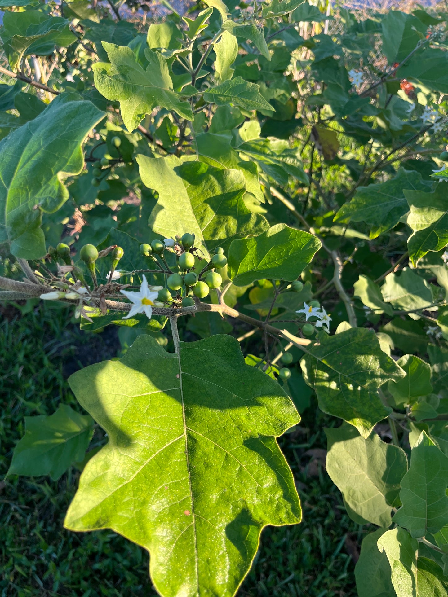 Susumba Leaves and Susumba Berries aka “Turkey Berry Leaves”