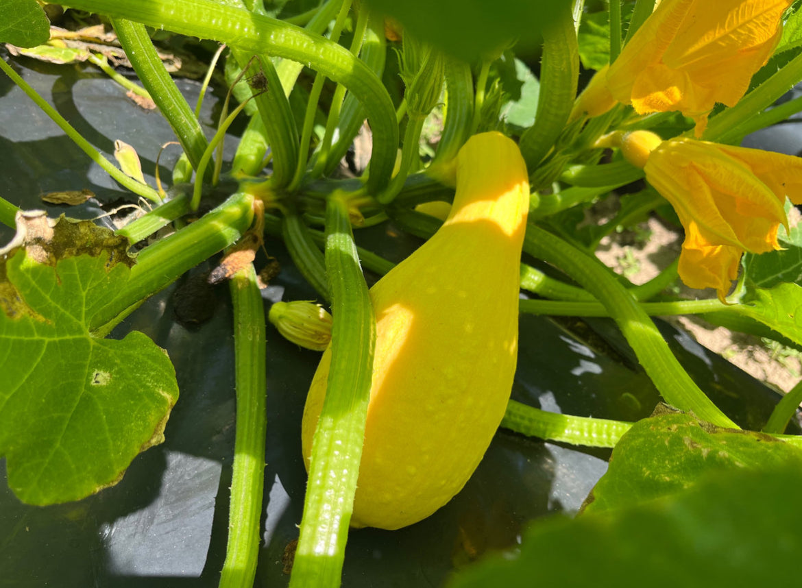 Yellow Squash